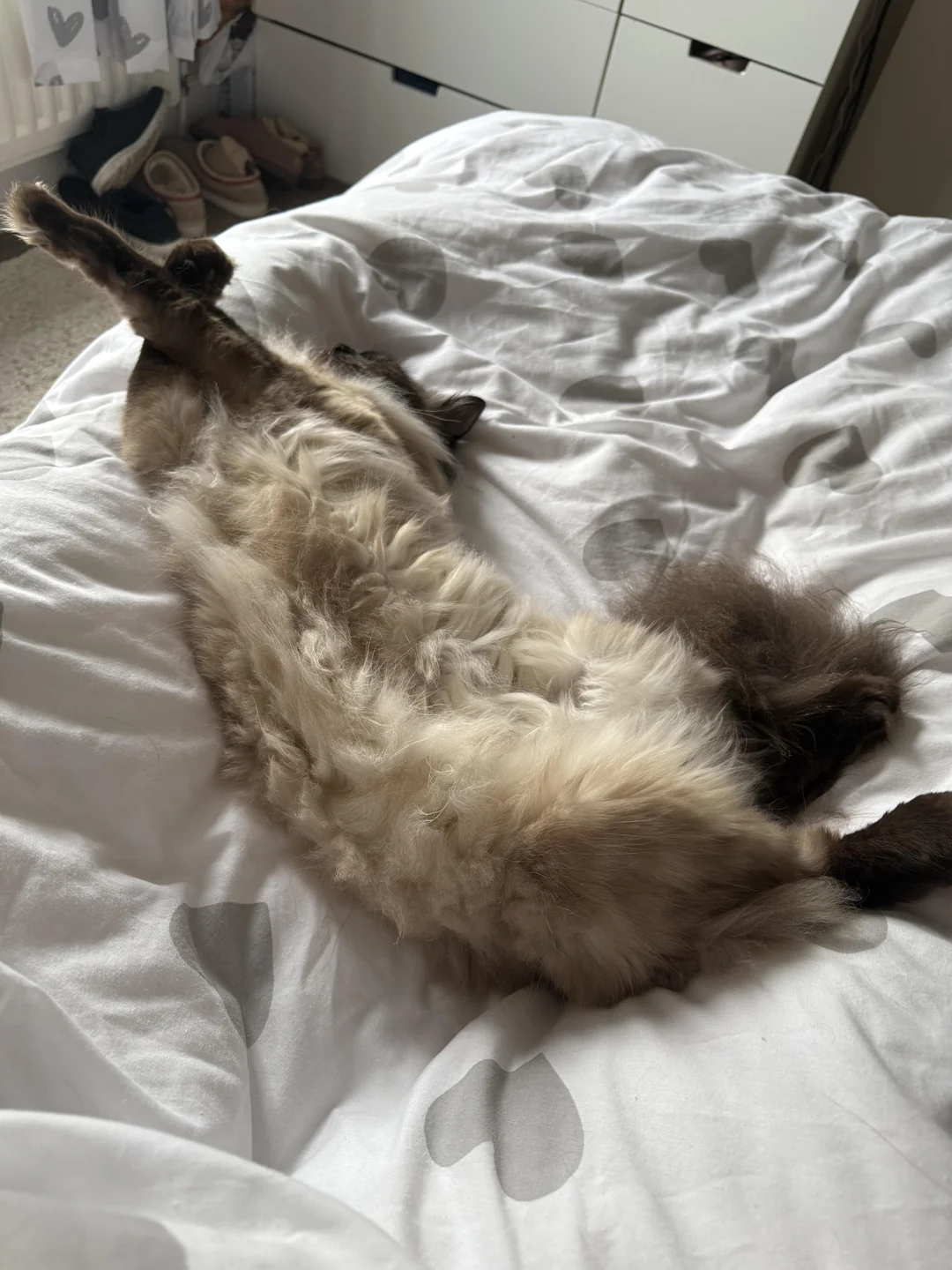 Cat 1