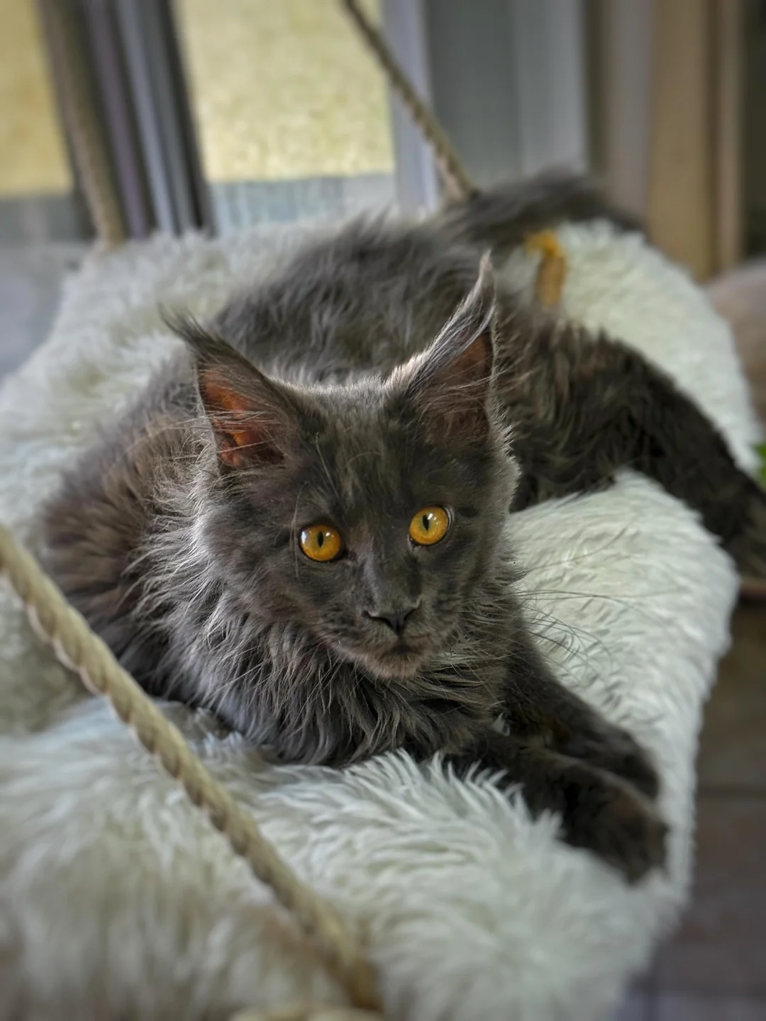 Cat 3