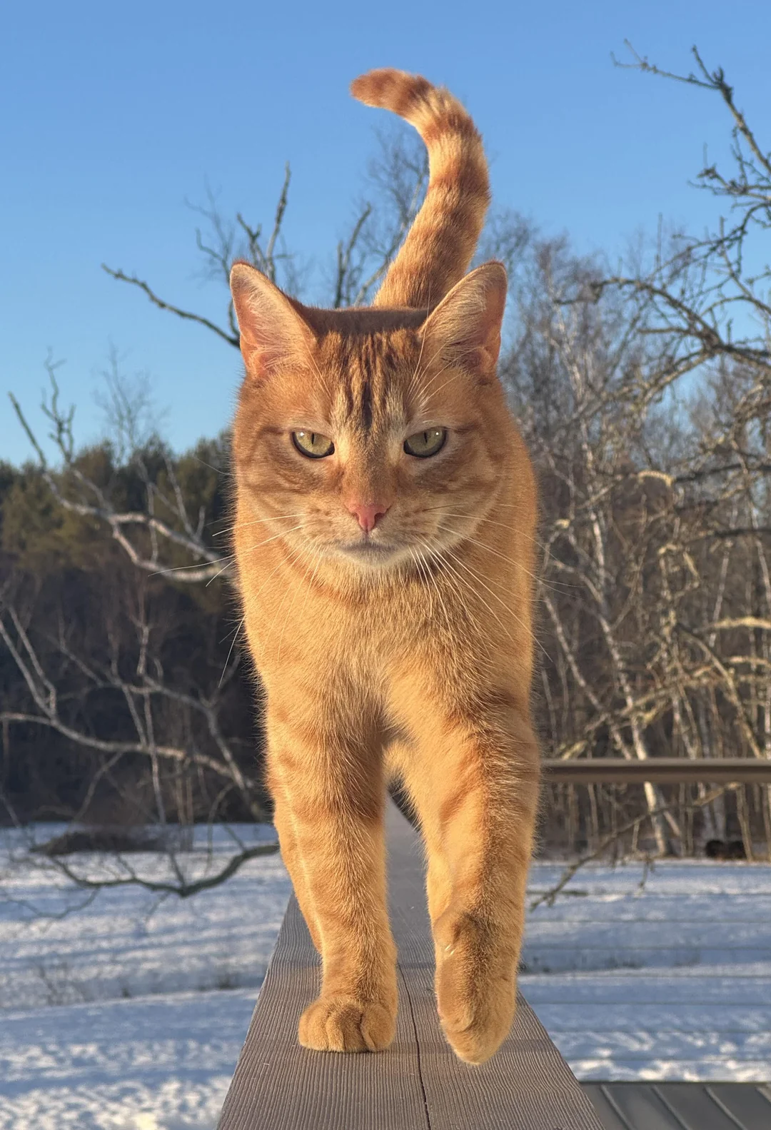 Cat 4