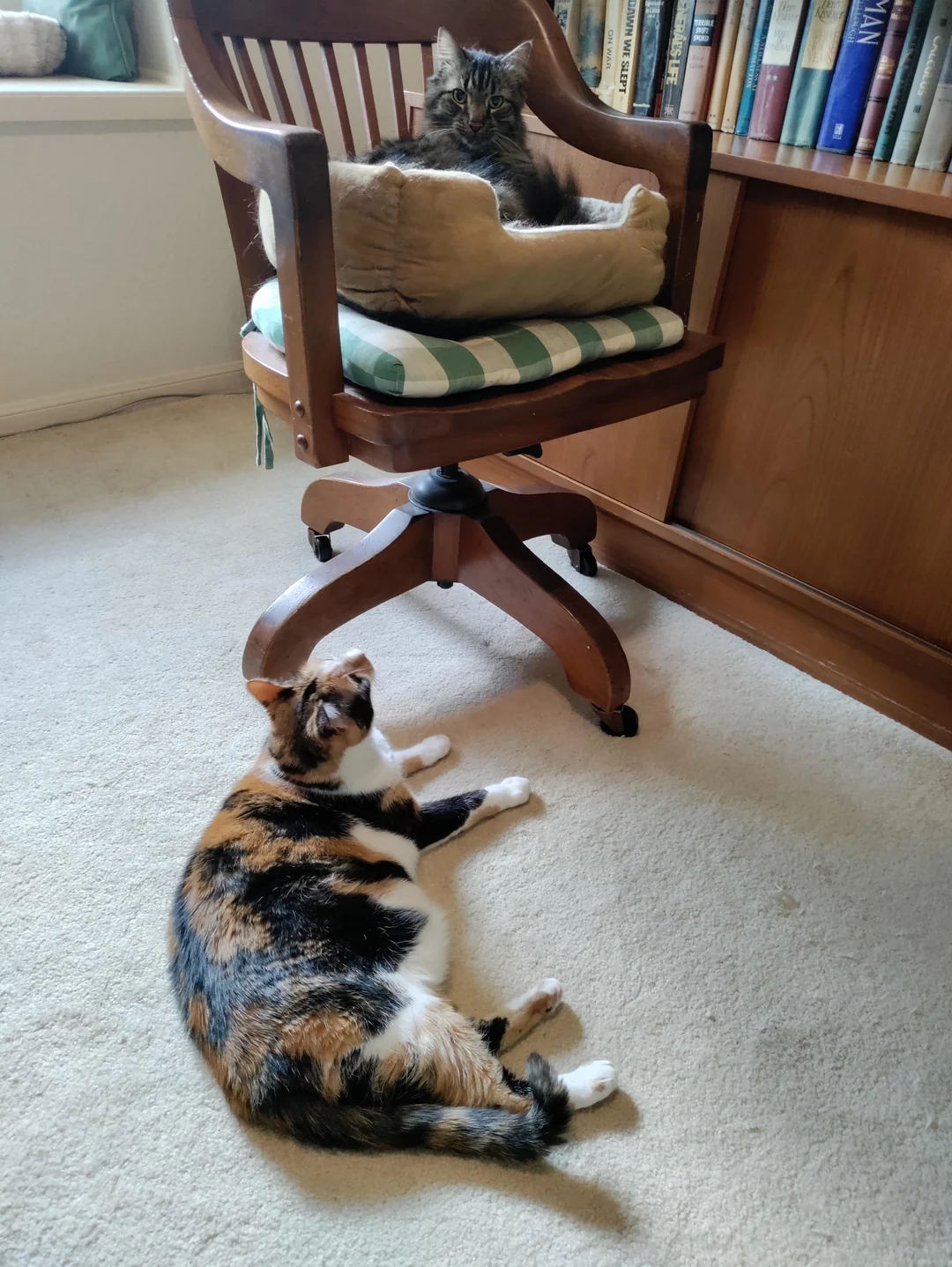 Cat 5