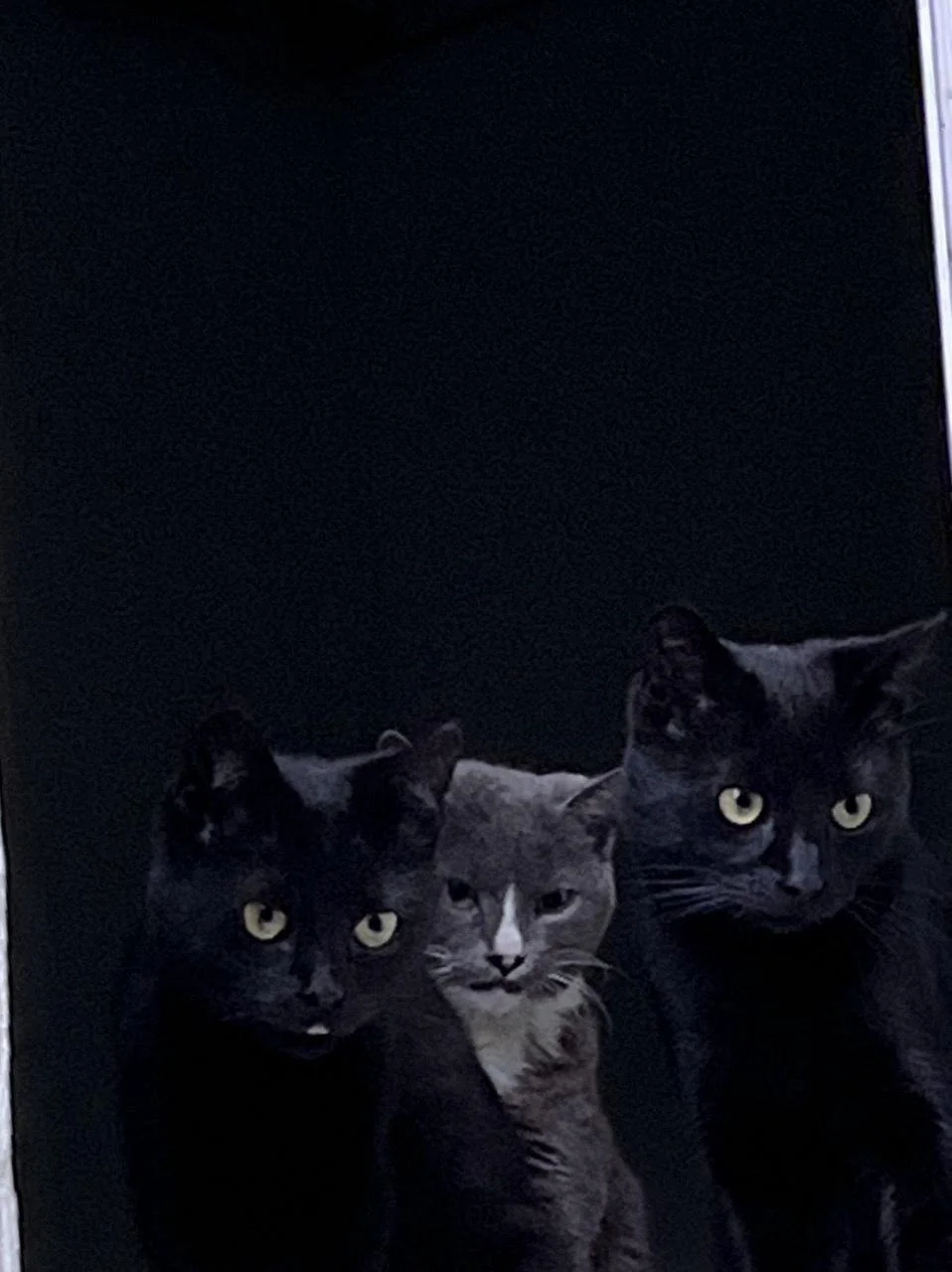 Cat 7