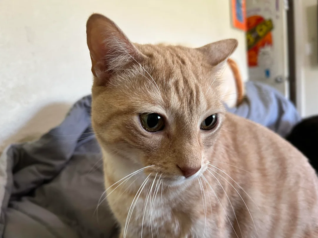 Cat 10