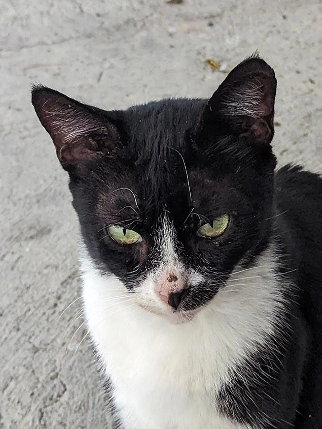 Cat 58