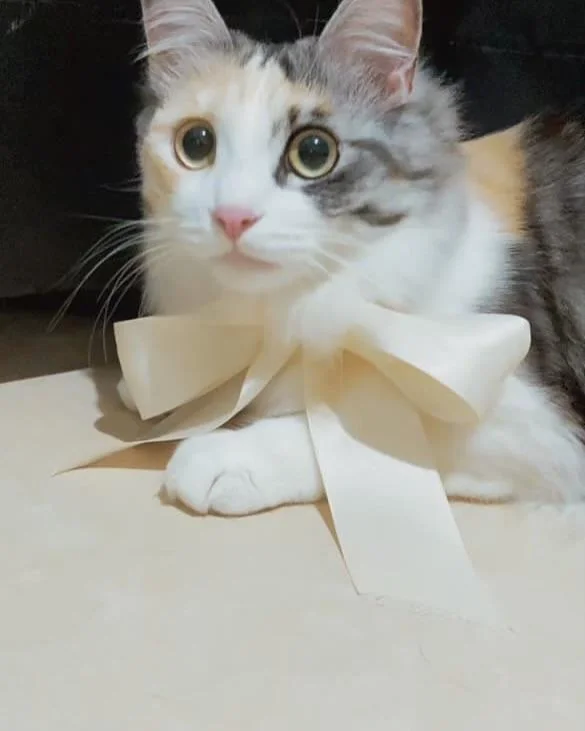 Cat 65