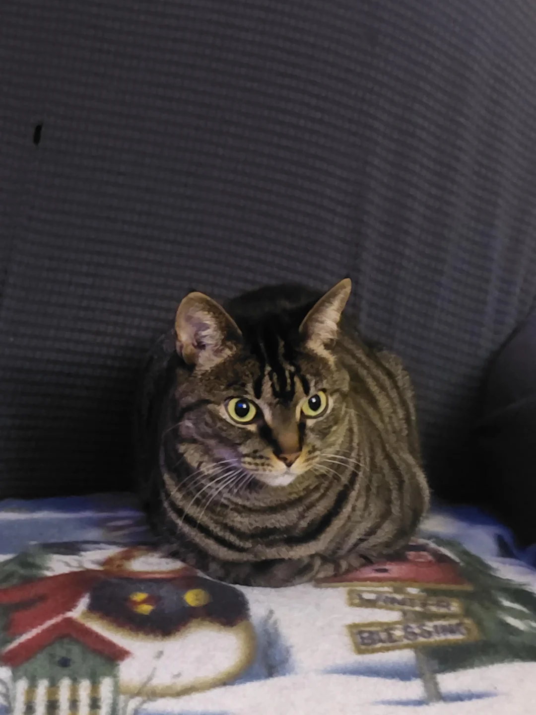 Cat 68