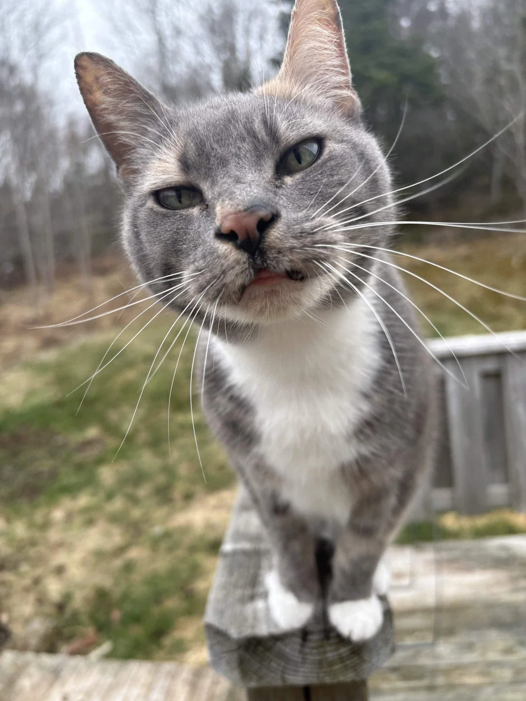 Cat 69